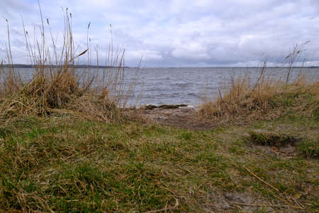 Coastline with reeds