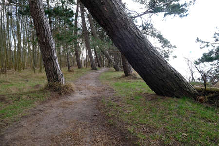 Sandy path with a view of a body of waterの写真素材