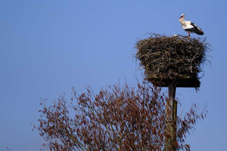 A stork first found a breeding siteの写真素材
