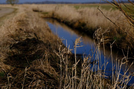 Overgrown drainage ditch crosses a meadowの写真素材