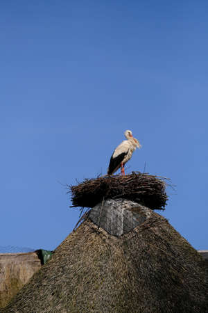 A stork makes itself pretty for its partnerの写真素材