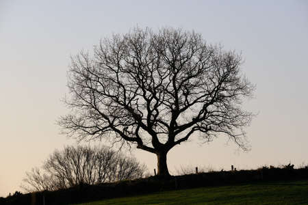 Single tree in the back light in the morningの写真素材