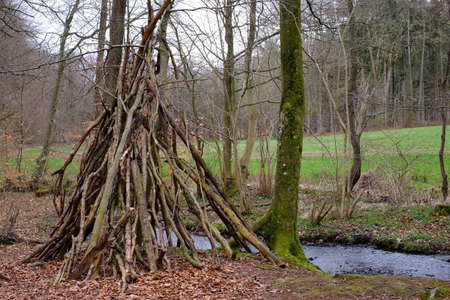 A stream meanders through a beech forest