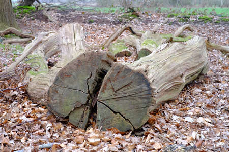 Air-dried heavily weathered tree trunkの写真素材
