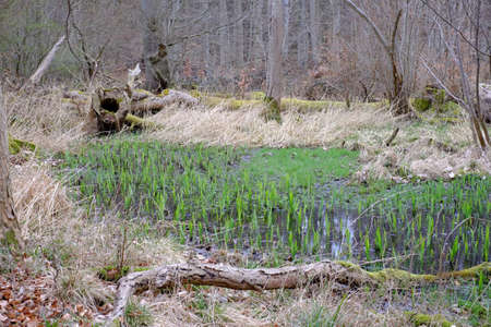 Wet spot in a nature reserveの写真素材