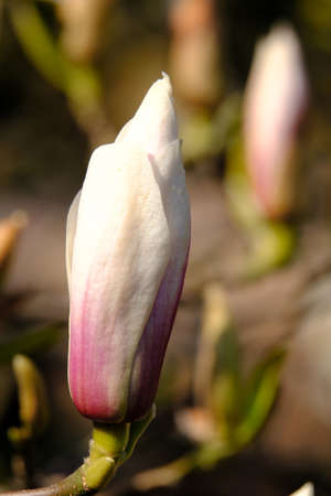 Closed white-pink colored magnolia blossomの写真素材