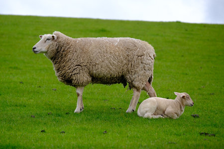 Ewe with lambs stand on the dikeの写真素材