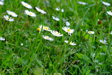 Different flowers on a flower meadowの写真素材
