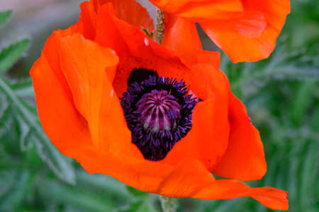 Blooming poppy plant by the waysideの写真素材