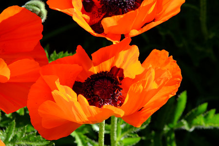 Oriental poppy blossom shines in the gardenの写真素材