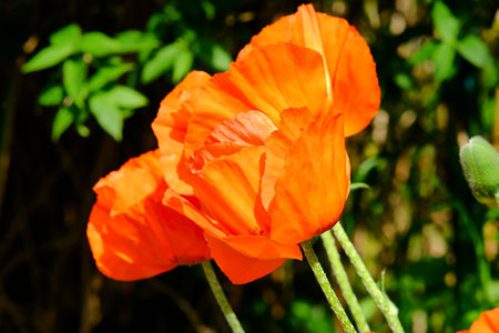 Oriental poppy blossom shines in the gardenの写真素材