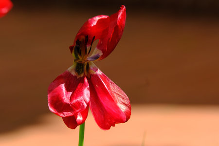 Red withered tulip is falling apartの写真素材