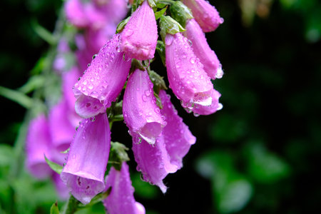 Poisonous and medicinal plant - foxglove flowers with raindropsの写真素材