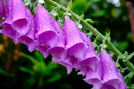 Poisonous and medicinal plant - foxglove flowers with raindropsの写真素材