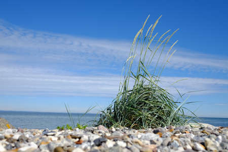 Beach grass grows on stony ground on the coast