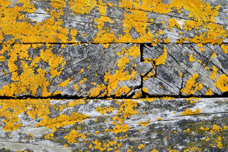 The landing stage covered with lichenの写真素材