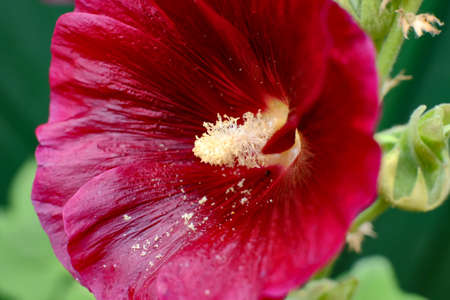 Macro - close up of a hollyhock flower