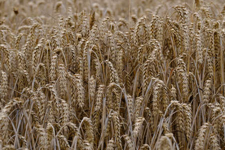 Ripened wheat on the stalk before harvest