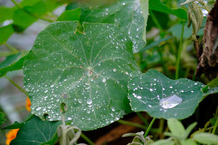 Tropaeolum majus - Green nasturtium leaves with water dropletsの写真素材