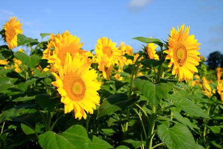 Sunflowers provide food for the insectsの写真素材