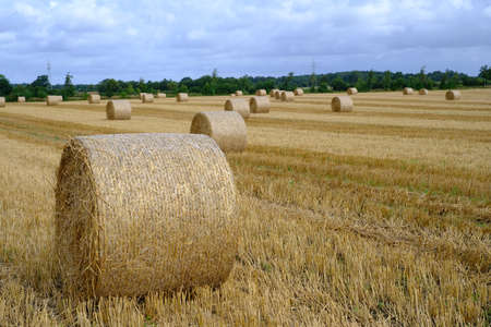 Straw bales on the stubble fieldの写真素材