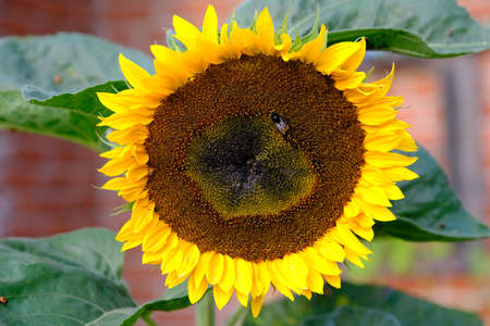 A blooming sunflower with an insectの写真素材