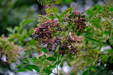 Sambucus - elderberries popular fruit for making juiceの写真素材