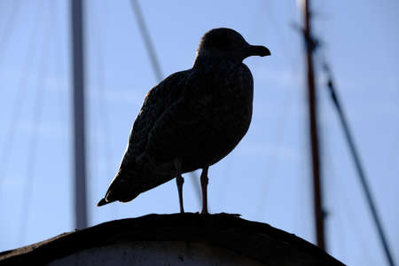 A young mowe sits in the evening sun and casts a silhouetteの写真素材