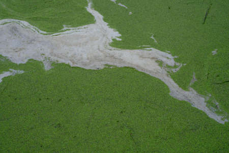 Green plant carpet made of duckweed or duckweed calledの写真素材
