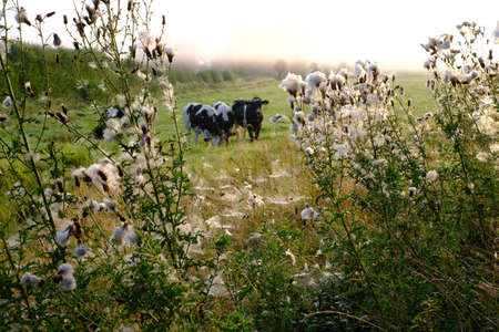Cattle graze in nature on the last grass in autumnの写真素材