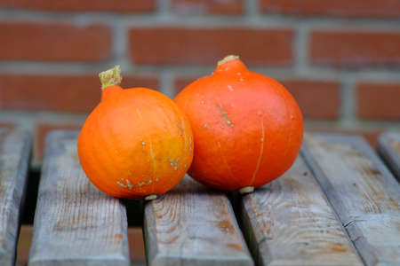 Pumpkin from our own gardenの写真素材