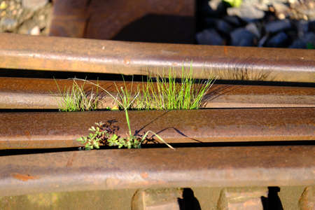 Grass grows between rusty tracksの写真素材