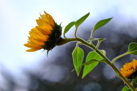 Sunflower in side view against the skyの写真素材