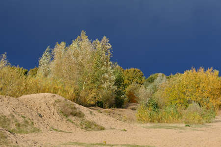 Edge of the forest on the edge of a dune areaの写真素材