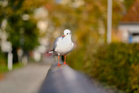 A black-headed gull stands on a railing and looks into the cameraの写真素材