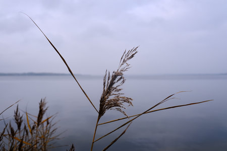 Autumn mood on the bank of a lakeの写真素材