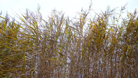 Belt of reeds on the edge of a body of waterの写真素材