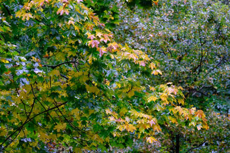 The color of the leaves in autumn changes the color of the leavesの写真素材