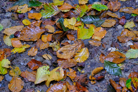 Forest floor with wet leaves on the groundの写真素材