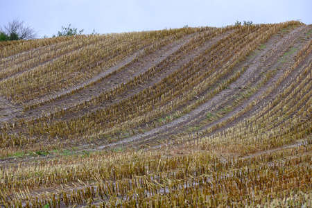 Stubble Field Corn Cultivation - Harvested Field