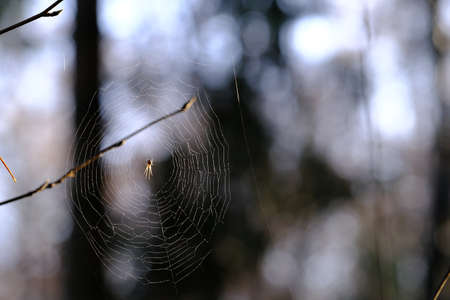 A cobweb between the branchesの写真素材