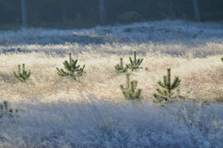 Young conifers stand in an autumn clearing between dry grass