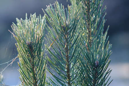 Larch branch after the first night frost
