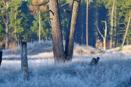One autumn morning in a clearing in the forestの写真素材