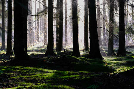 Coniferous forest in the morning backlightの写真素材