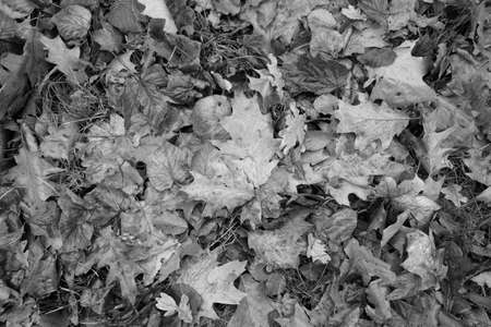 Autumn leaves on the ground in black and whiteの写真素材