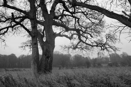 Two oaks on the edge of a body of water