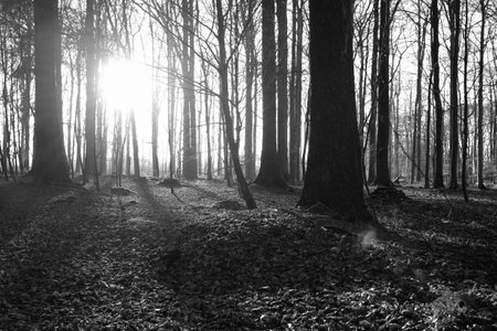 Black and white - the morning sun shines through the forestの写真素材