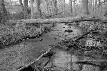 A fallen tree over a stream serves as a narrow bridgeの写真素材
