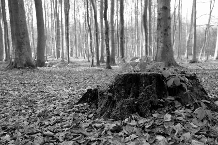 Black and white tree stump disintegrates over time